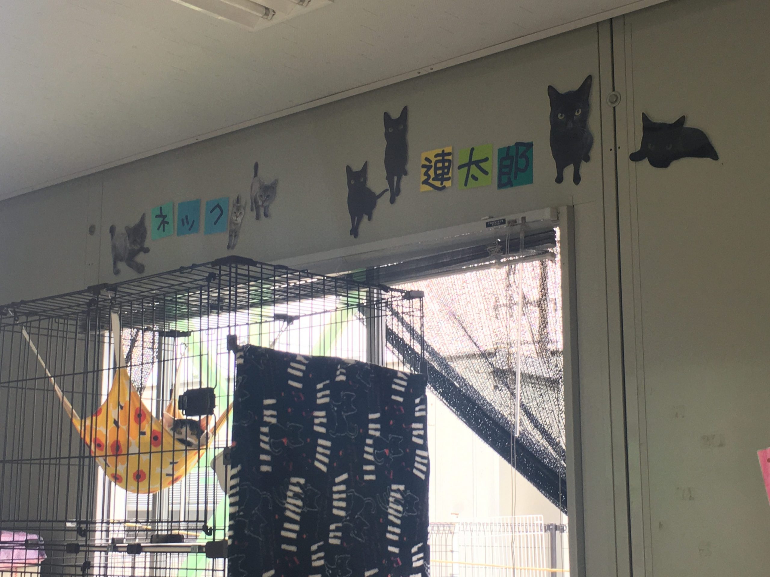 熊本県動物愛護センター
ハンモックと猫