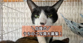 猫ウチノコ自慢